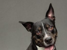 Support the Humane Society’s Shelter Pets This Summer Maverick is one of the dogs featured in the Humane Society of the Treasure Coast's Promote-a-Pet program. Photo by Pups Pop Up Photo Studios