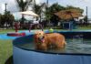 Paws and Pours Await at Baxter’s Doghouse Baxter's Doghouse. Photo by Paul Piasecki