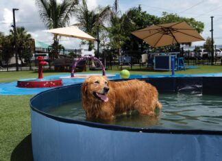 Paws and Pours Await at Baxter’s Doghouse Baxter's Doghouse. Photo by Paul Piasecki