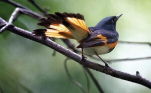 American redstarts like this one can be spotted in South Florida during migration season throughout the fall.