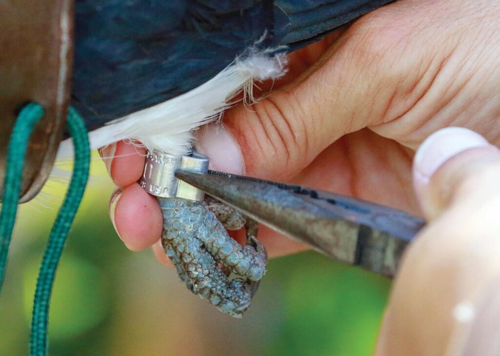 An identification leg band is affixed to a Swallow-tailed Kite’s leg