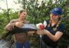 Volunteers inspect a Swallow-tailed kite, who wears a falconer’s hood to reduce stress