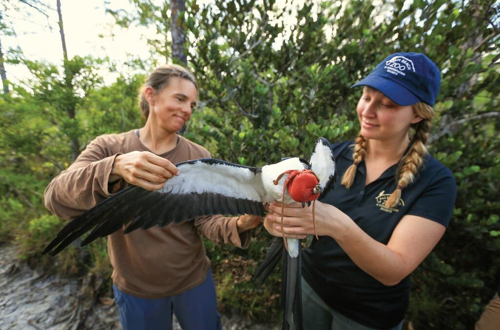 Volunteers inspect a Swallow-tailed kite, who wears a falconer’s hood to reduce stress