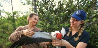 Volunteers inspect a Swallow-tailed kite, who wears a falconer’s hood to reduce stress