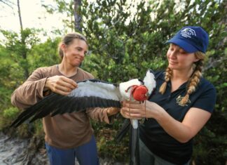 Gear Up for the Start of Birding Season Volunteers inspect a Swallow-tailed kite, who wears a falconer’s hood to reduce stress