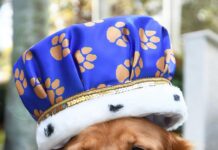 Nominate Palm City’s Honorary Dog Mayor Chase Gohlke-Marino was named the Humane Society of the Treasure Coast's first Honorary Dog Mayor, a title first awarded last year at the 22nd annual Mutt March. Photo by Doreen Poreba