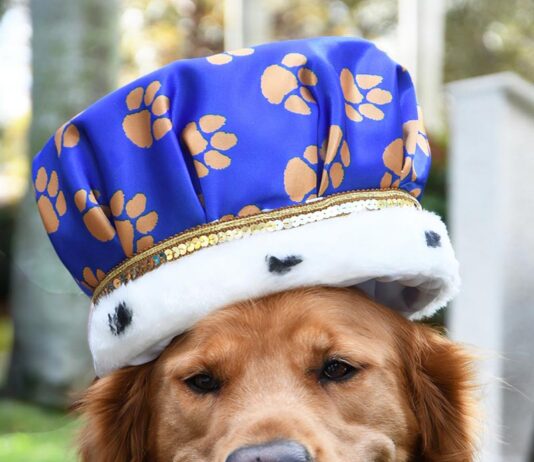 Nominate Palm City’s Honorary Dog Mayor Chase Gohlke-Marino was named the Humane Society of the Treasure Coast's first Honorary Dog Mayor, a title first awarded last year at the 22nd annual Mutt March. Photo by Doreen Poreba