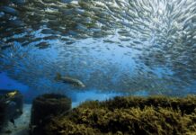 Crowd Control: During the summer months, large schools of baitfish gather in the shallow waters along the local coastline, including around artificial reefs in just 20 to 30 feet of water. In this image, a solitary snook rests beneath a massive school of baitfish circling overhead. “Sunlight streams through the opening and illuminates the snook below, creating one of those scenes where everything seems to come together at just the right moment,” Dabill says.
