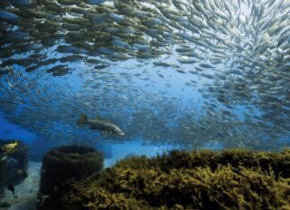 The Over Under with Paul Dabill Crowd Control: During the summer months, large schools of baitfish gather in the shallow waters along the local coastline, including around artificial reefs in just 20 to 30 feet of water. In this image, a solitary snook rests beneath a massive school of baitfish circling overhead. “Sunlight streams through the opening and illuminates the snook below, creating one of those scenes where everything seems to come together at just the right moment,” Dabill says.