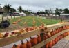 Spooky Season Happenings Around Stuart From pumpkin picking and hayrides to farm animals and festive seasonal displays, Hobe Sound Farms offers plenty of ways for families to celebrate fall—and plenty of picture-perfect moments along the way.