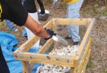Vertical Oyster Gardens Are Taking Root in Our Waters MORI volunteers build a vertical oyster garden from recycled shells.. Photo by MORI Photos
